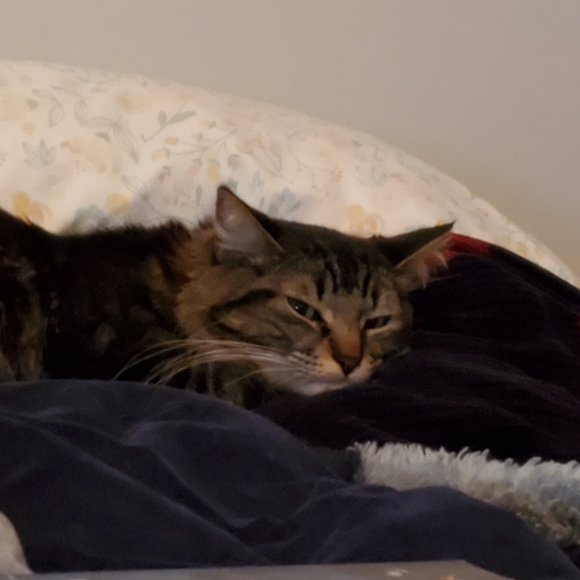 this is Olive!!! - Picture 4 of 4